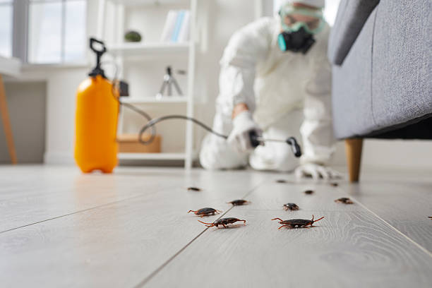 Post-Treatment Bed Bug Interceptor Monitoring in Vallejo